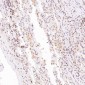 Anti-GATA3 Rabbit Monoclonal Antibody